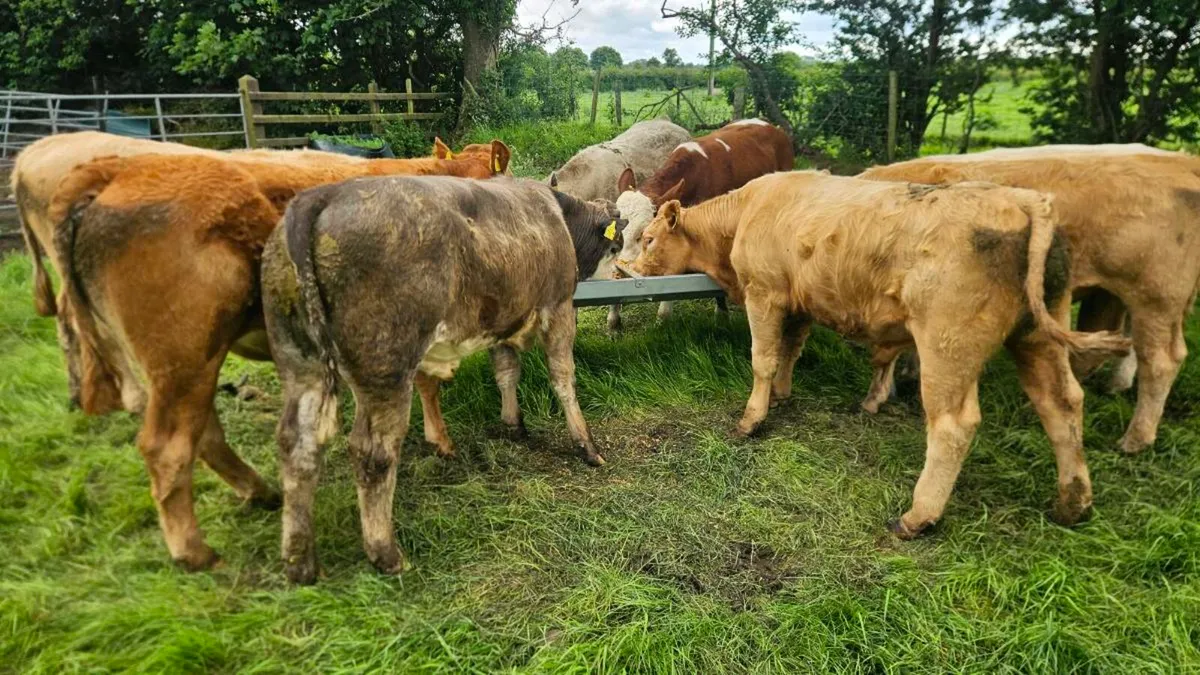 Charolais Bullocks - Image 3