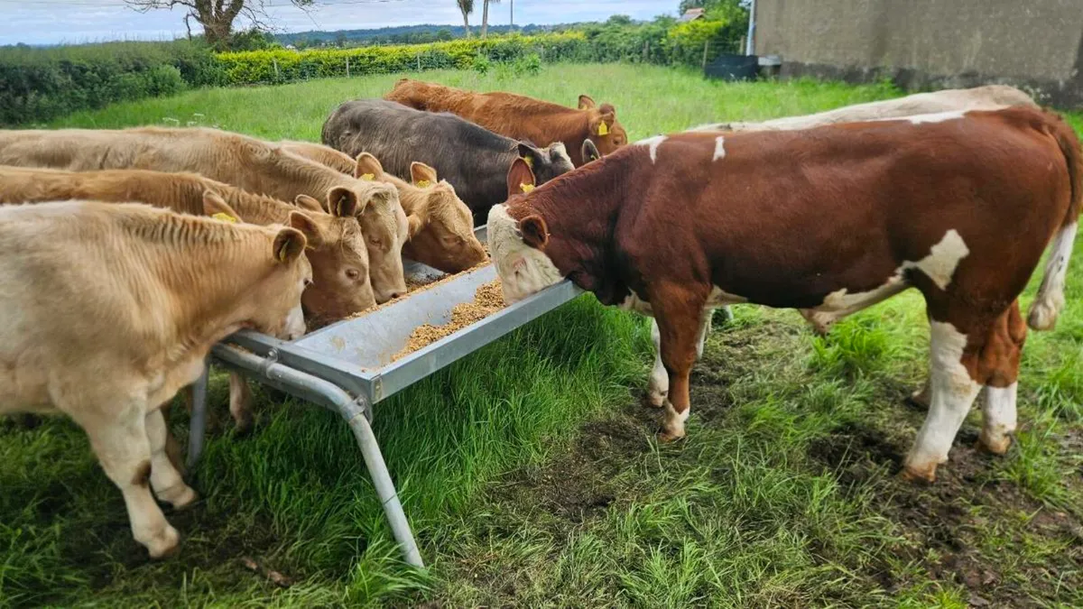 Charolais Bullocks - Image 4