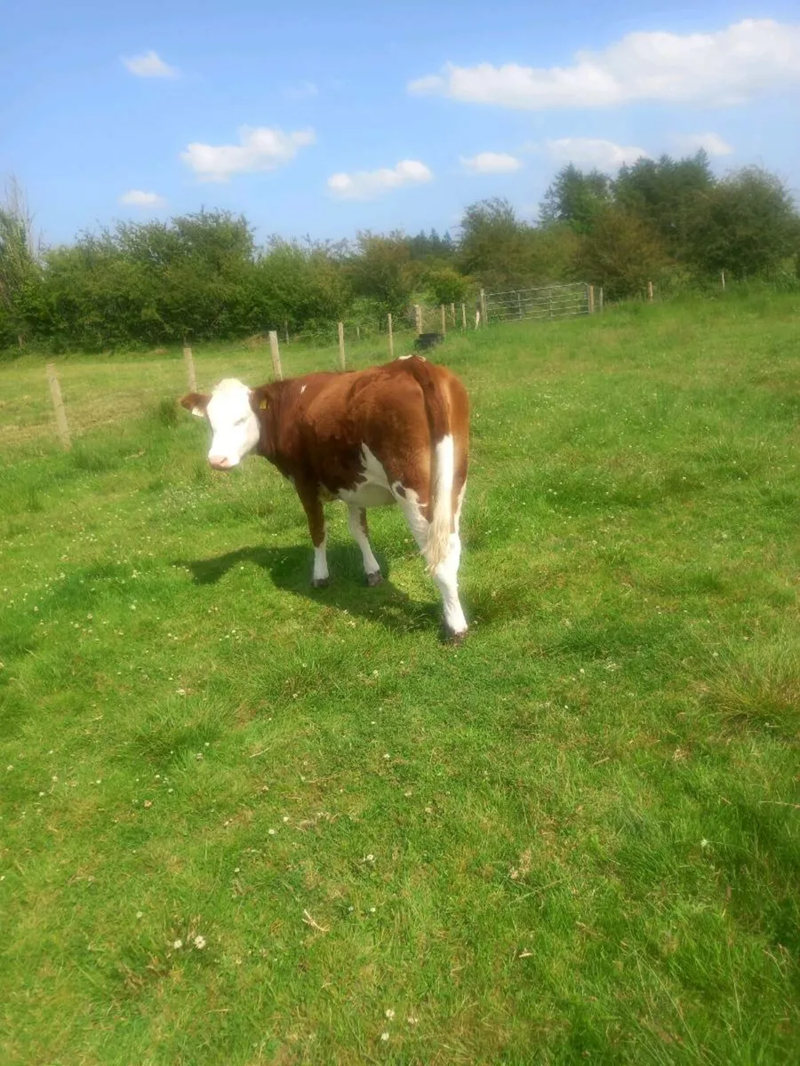 Cattle - Image 1