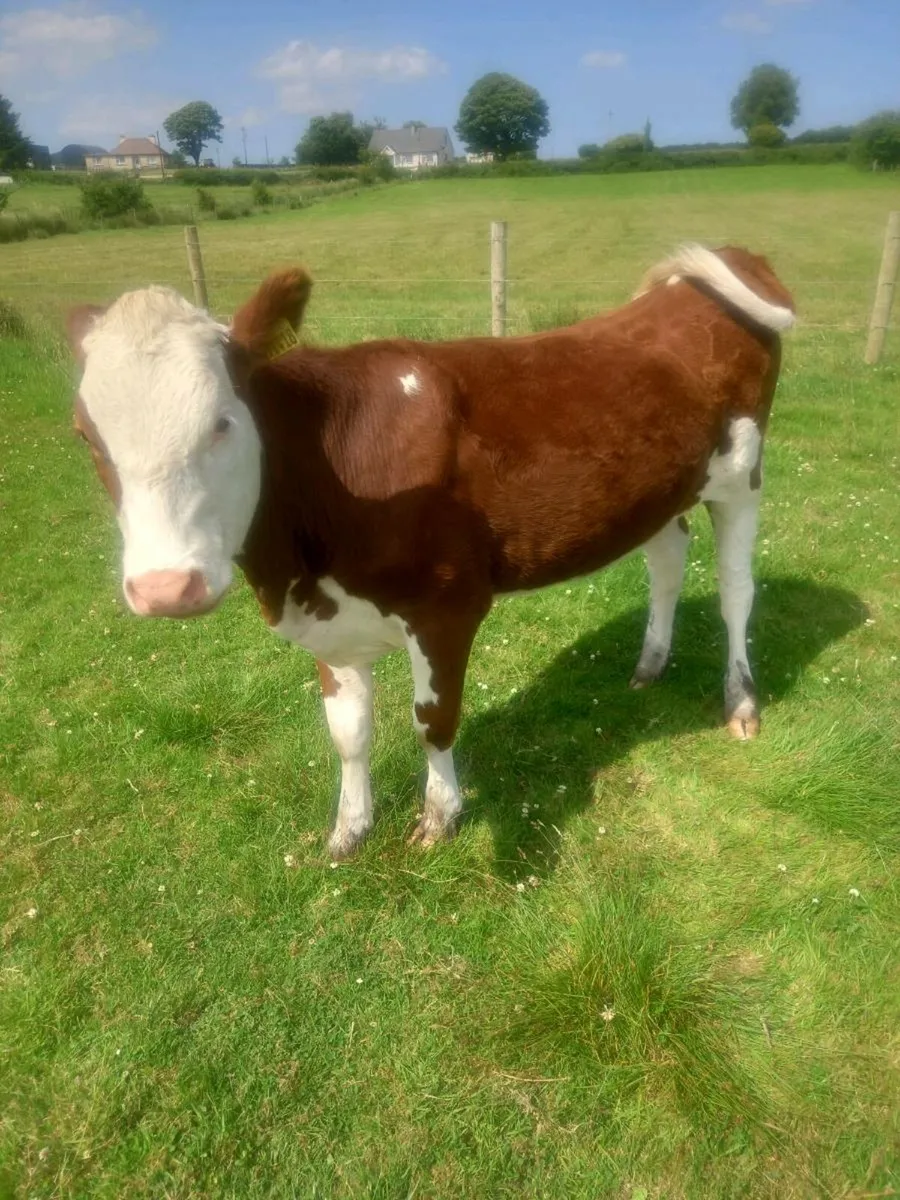 Cattle - Image 2