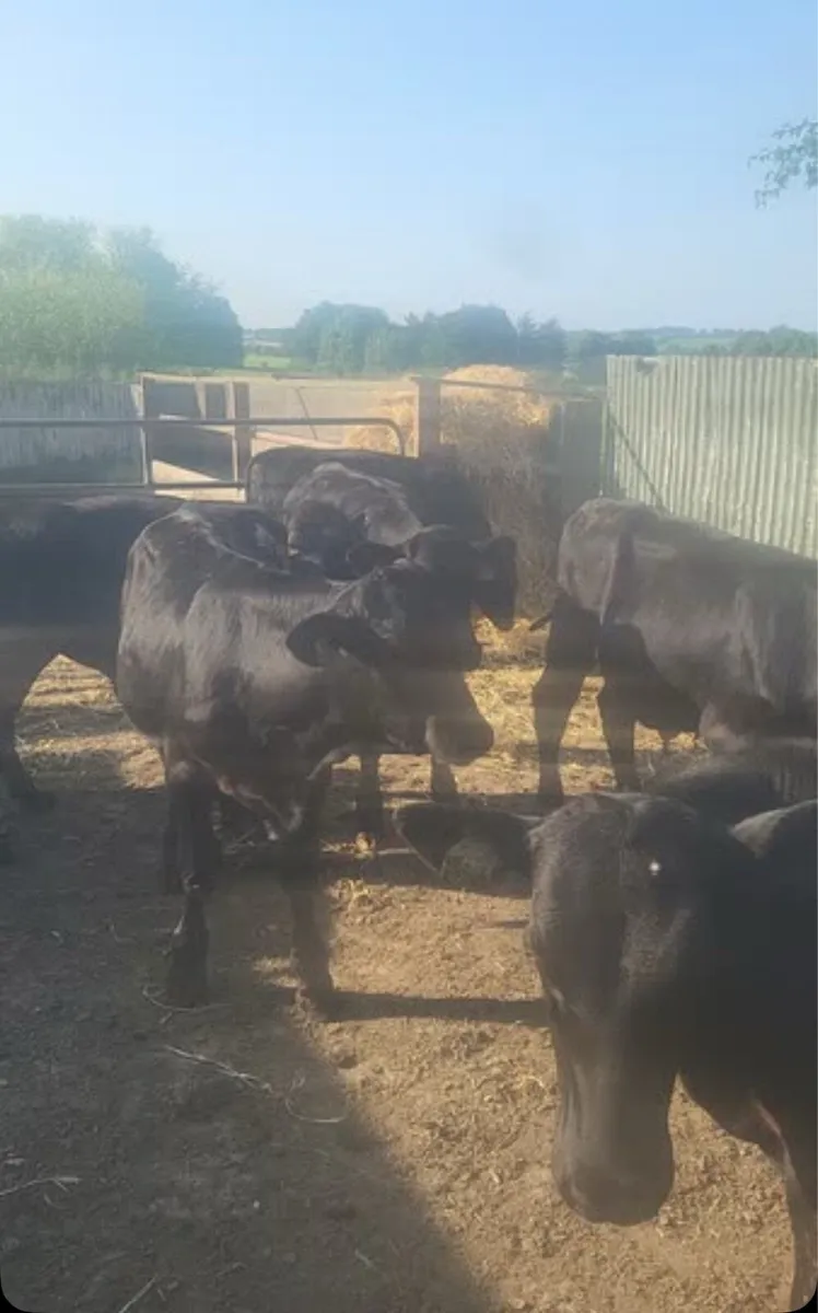 10 aa bull calves for sale in new Ross mart - Image 1