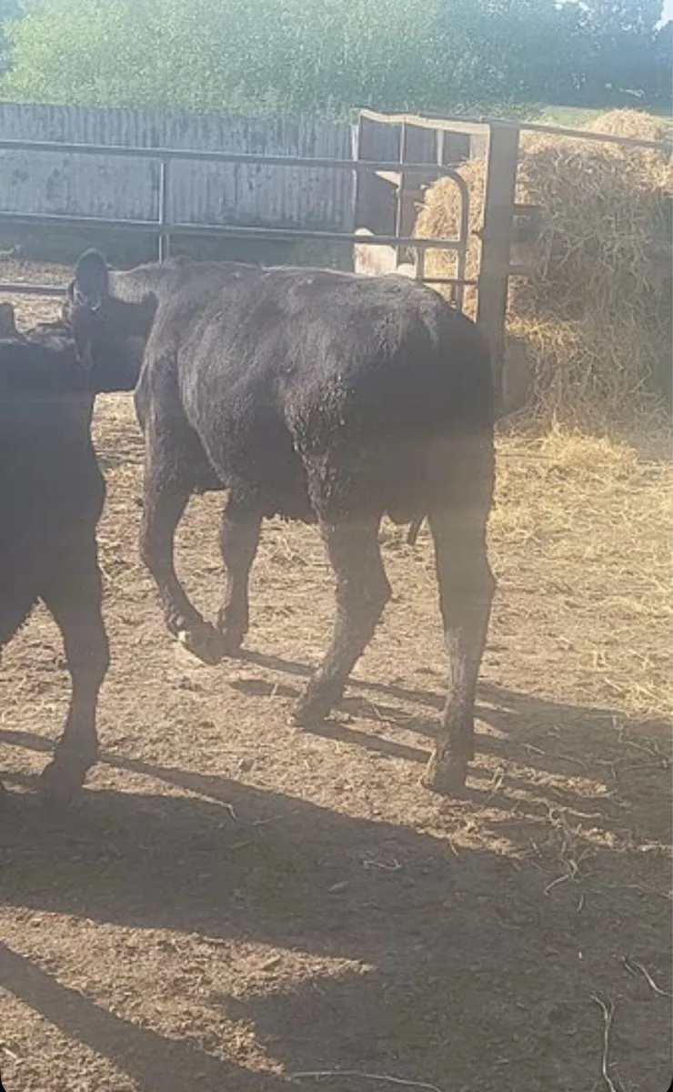 10 aa bull calves for sale in new Ross mart - Image 2