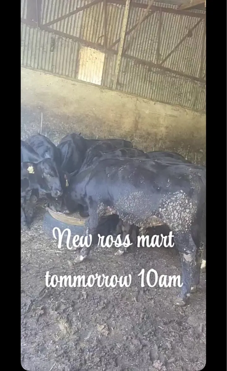 10 aa bull calves for sale in new Ross mart - Image 3
