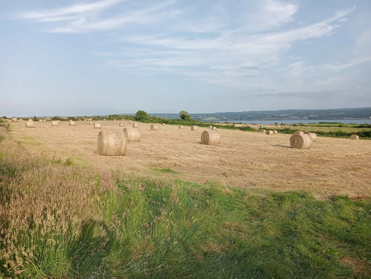Round hay bales - Image 1