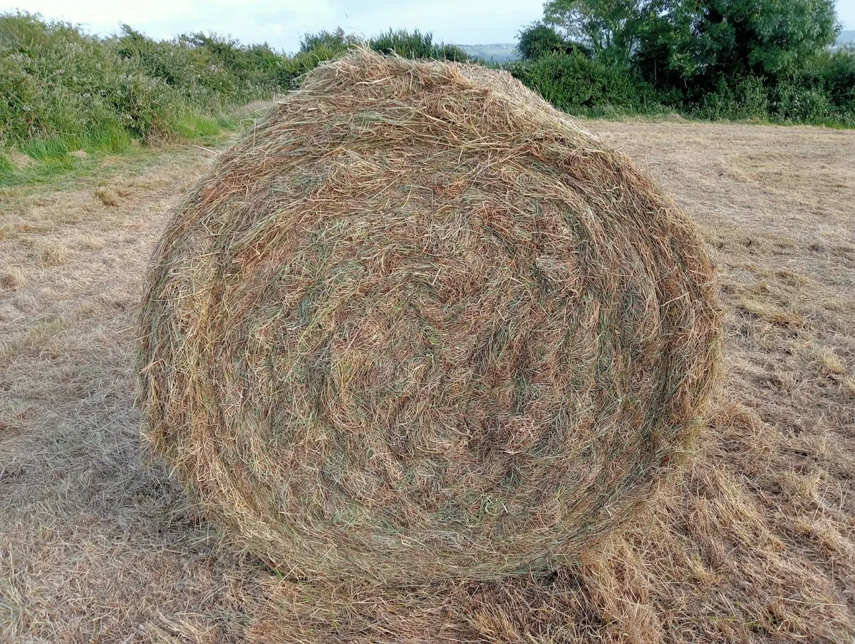 Round hay bales - Image 2