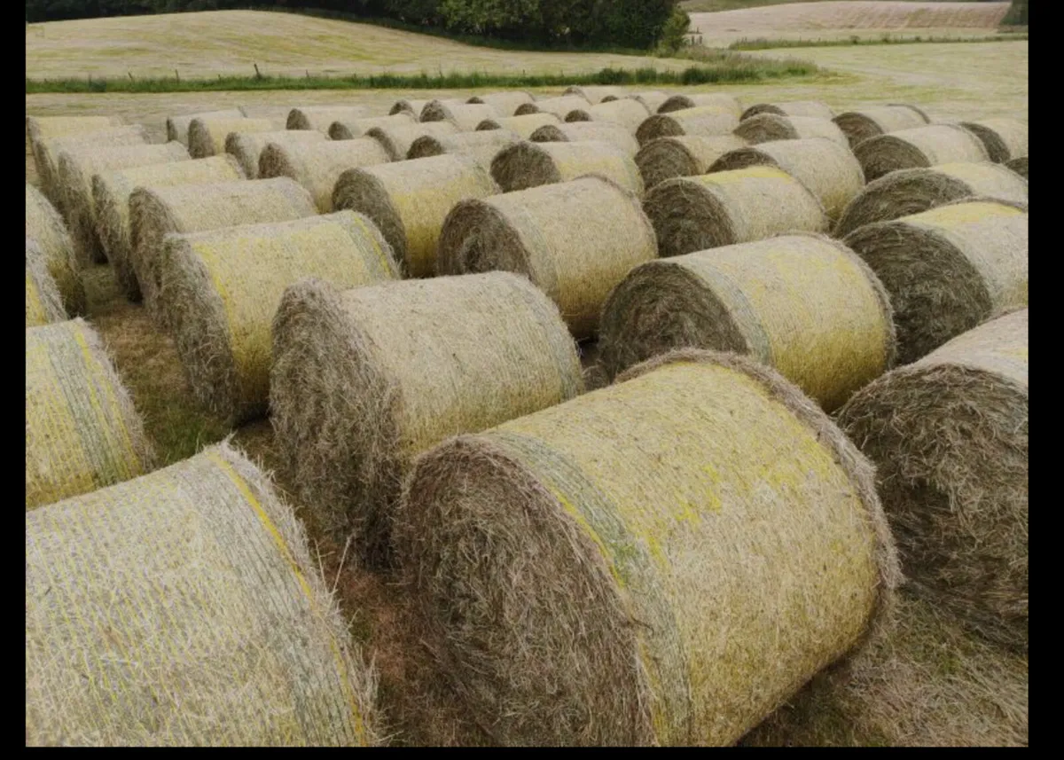 Hay