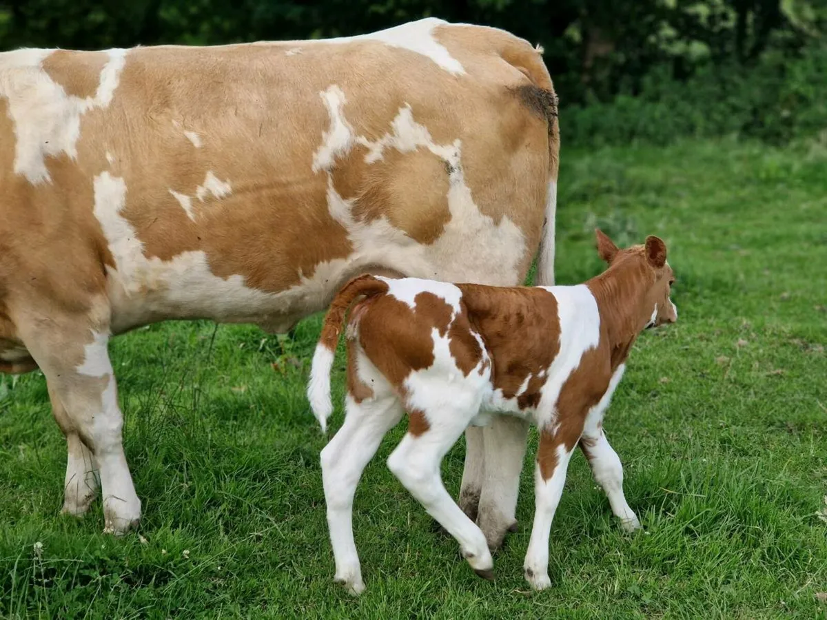 5 star genotype Heifer & Heifer calf - Image 3