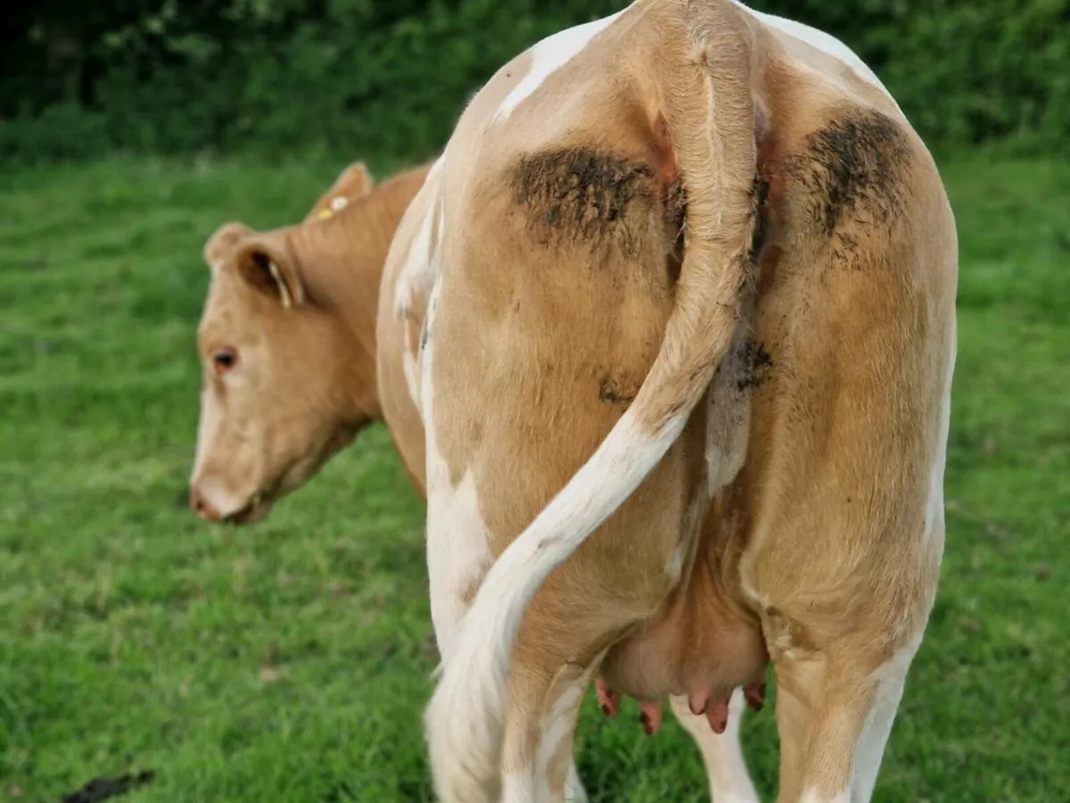 5 star genotype Heifer & Heifer calf - Image 4