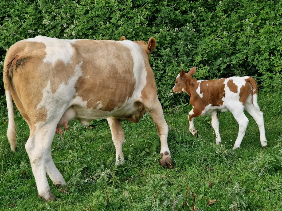 5 star genotype Heifer & Heifer calf - Image 2