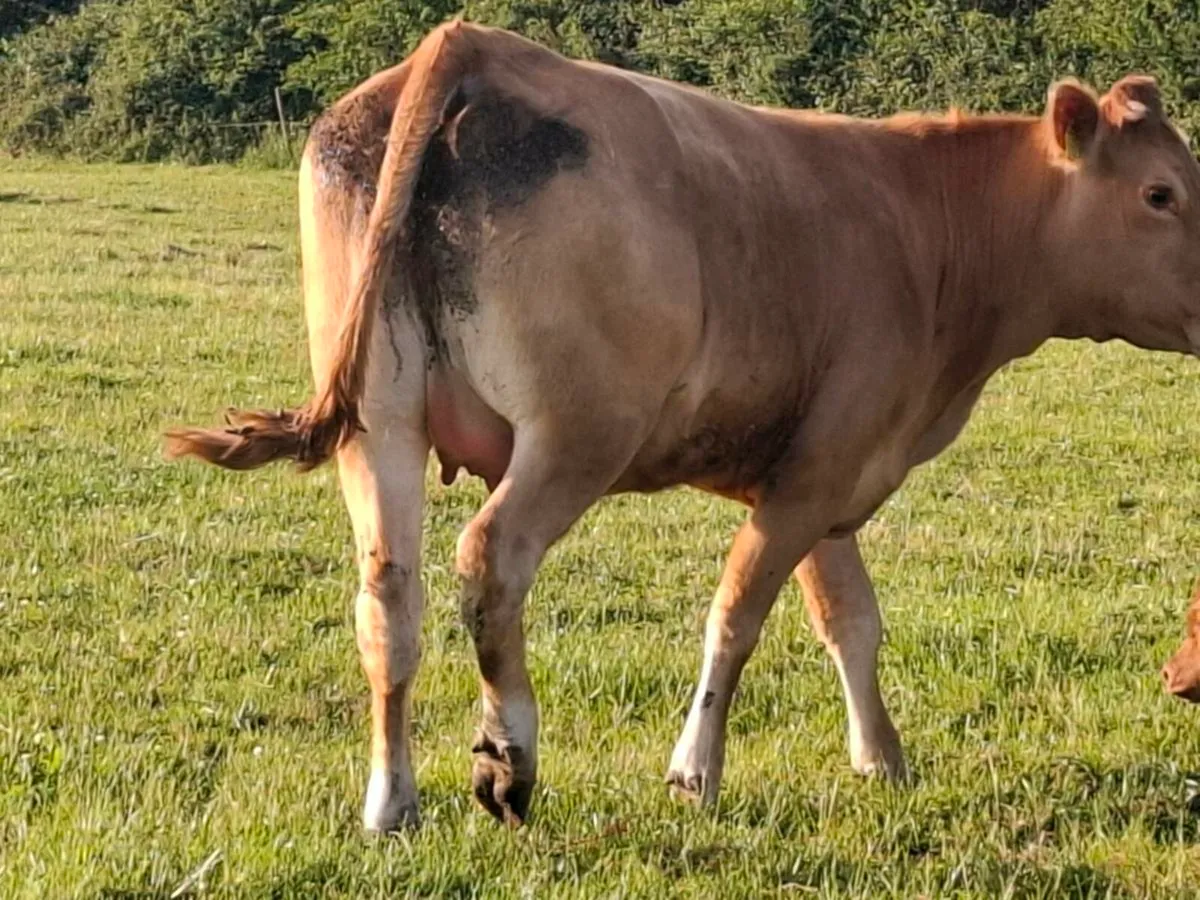 5 star 1st calver freshly calved - Image 2