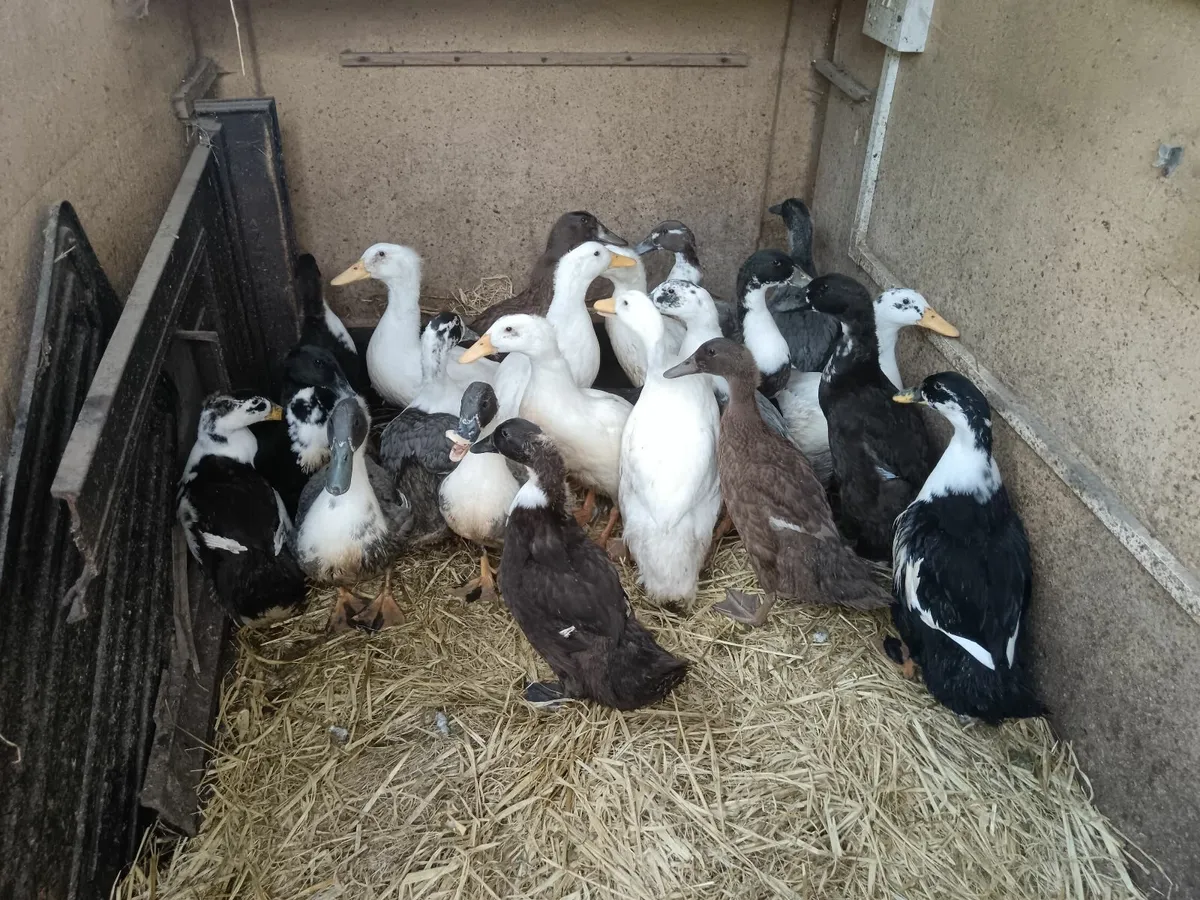 Ducks - Image 1