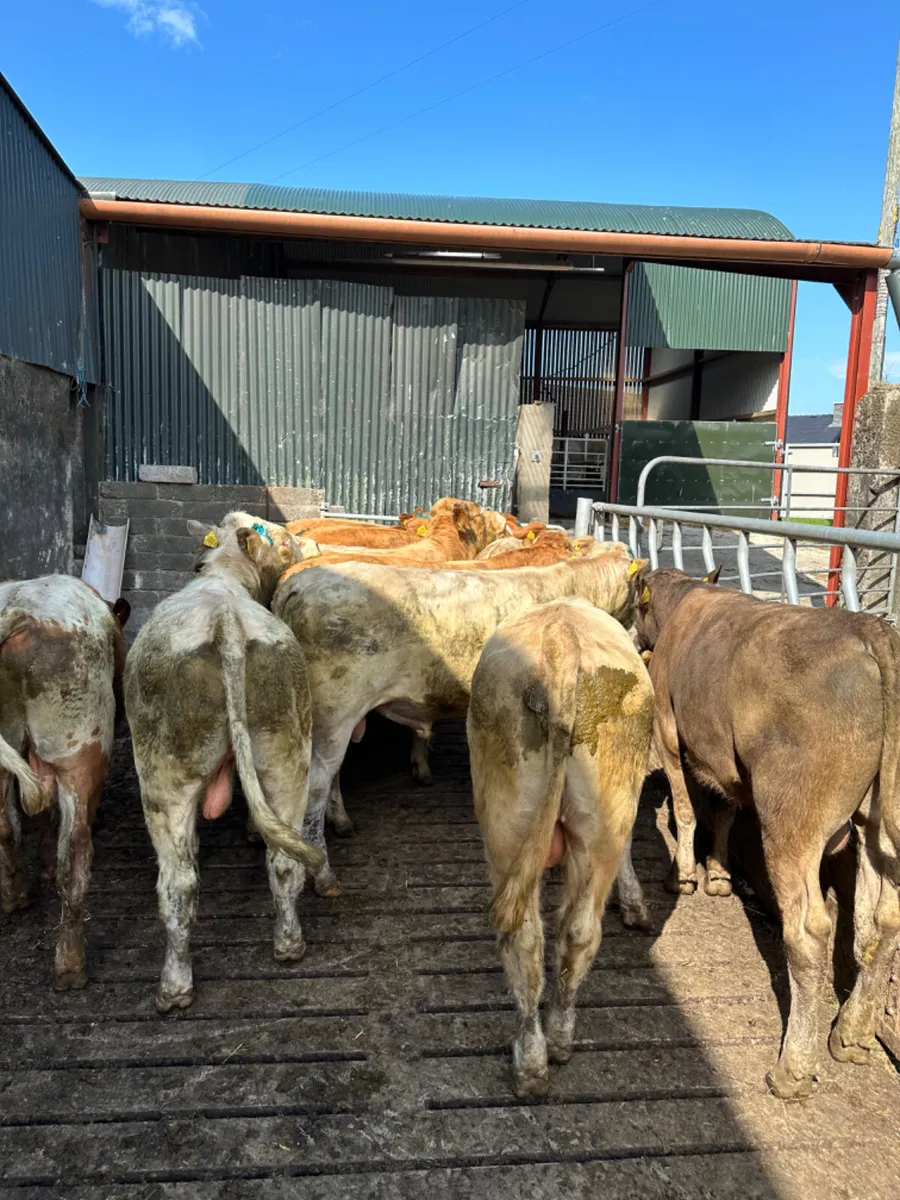 Charolais lim and Simmental bulls - Image 3