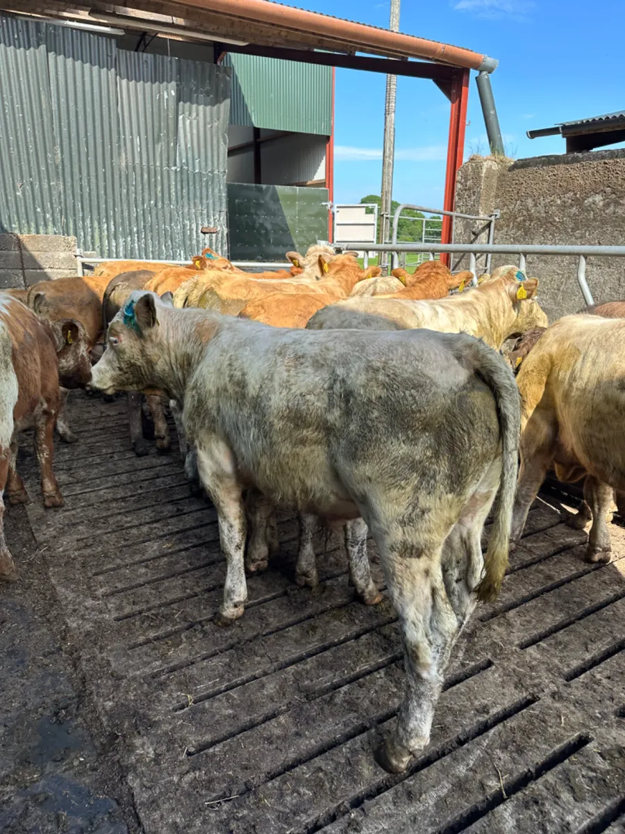 Charolais lim and Simmental bulls - Image 1