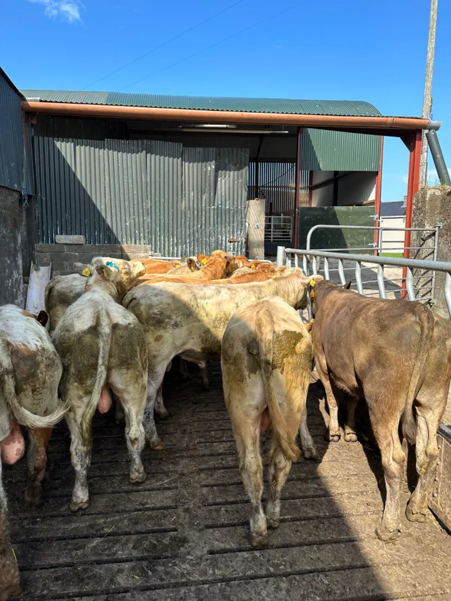 Charolais lim and Simmental bulls - Image 2