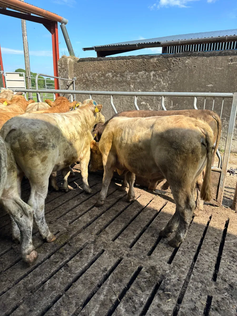 Charolais lim and Simmental bulls - Image 4