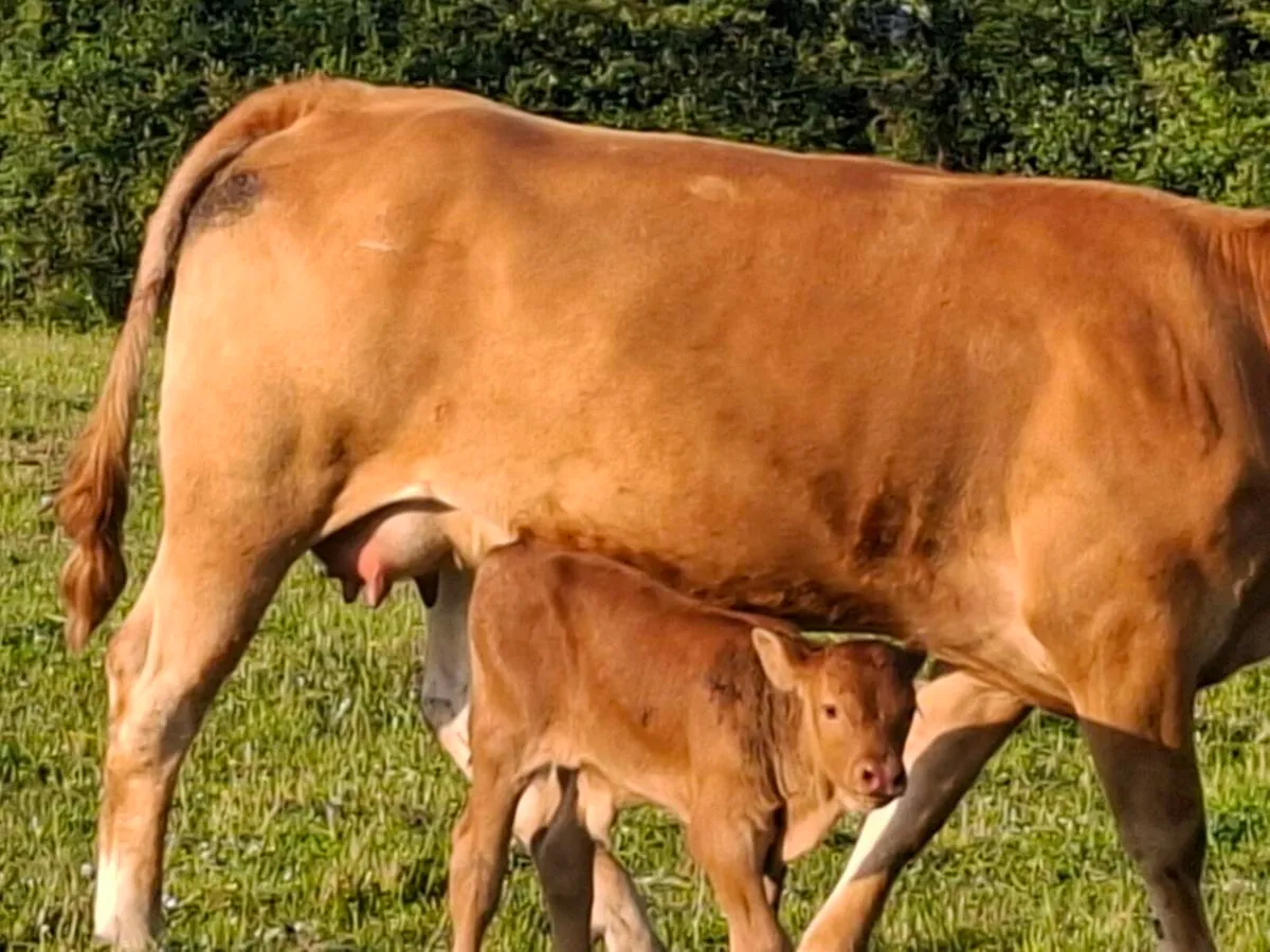 5 star 1st calver freshly calved - Image 4