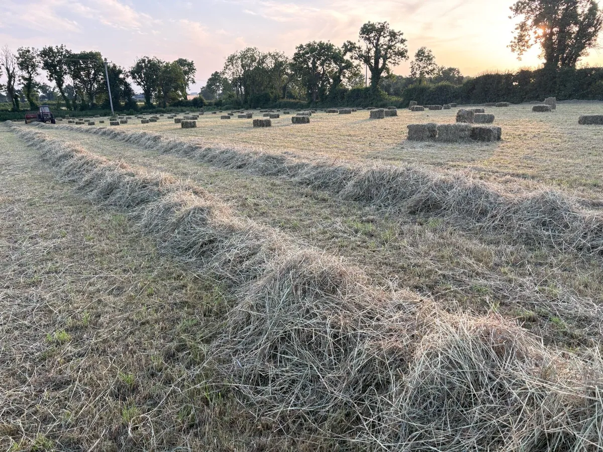 500 Top Quality Bales Hay (Located Main N4) - Image 1