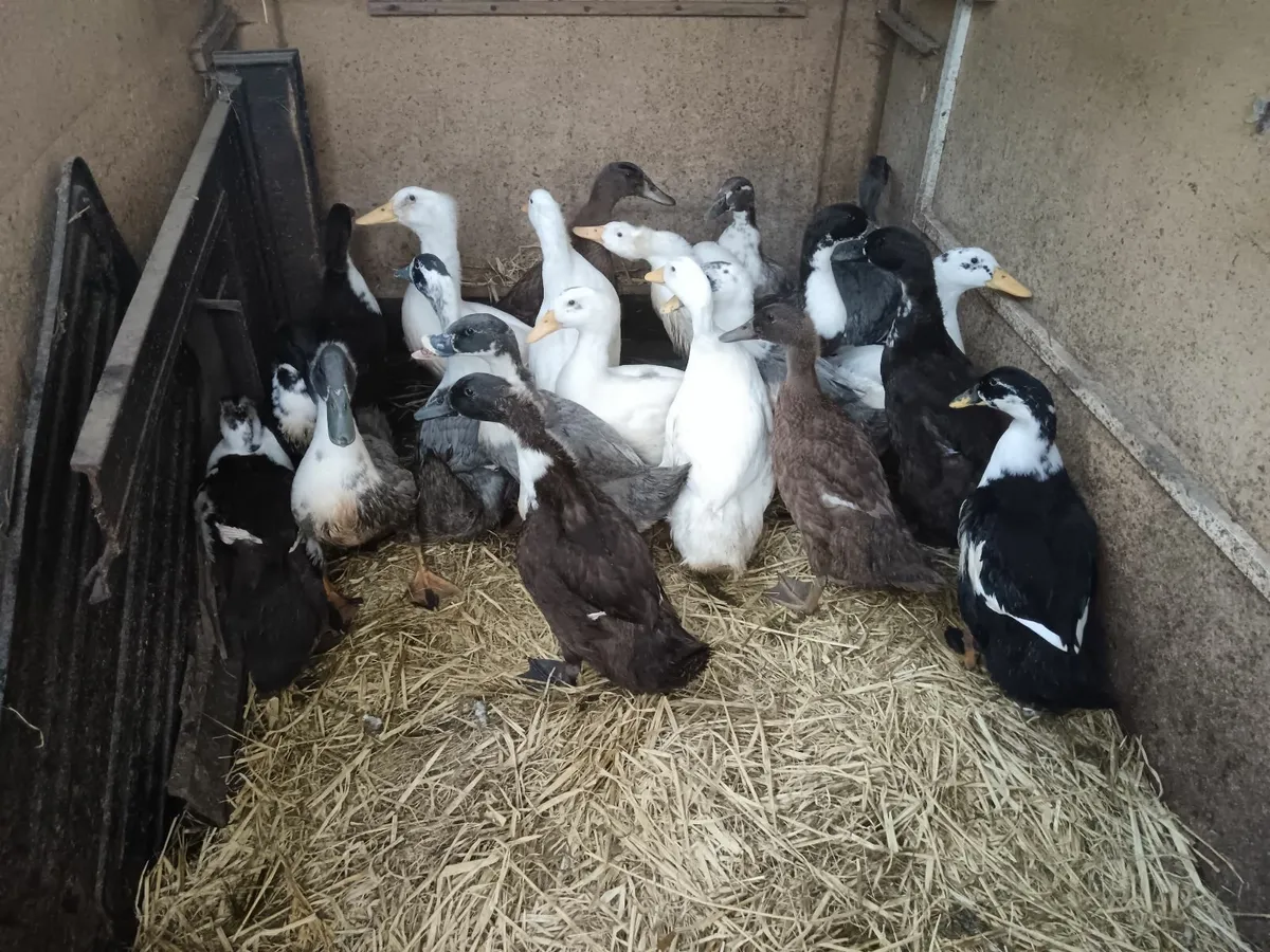 Ducks - Image 2