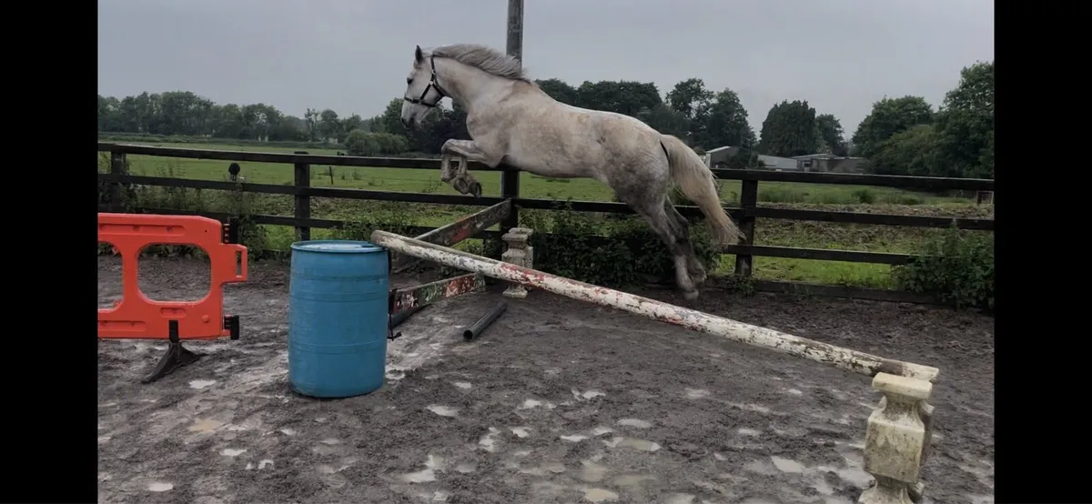 Mare 5 yrs old TIH - Image 3
