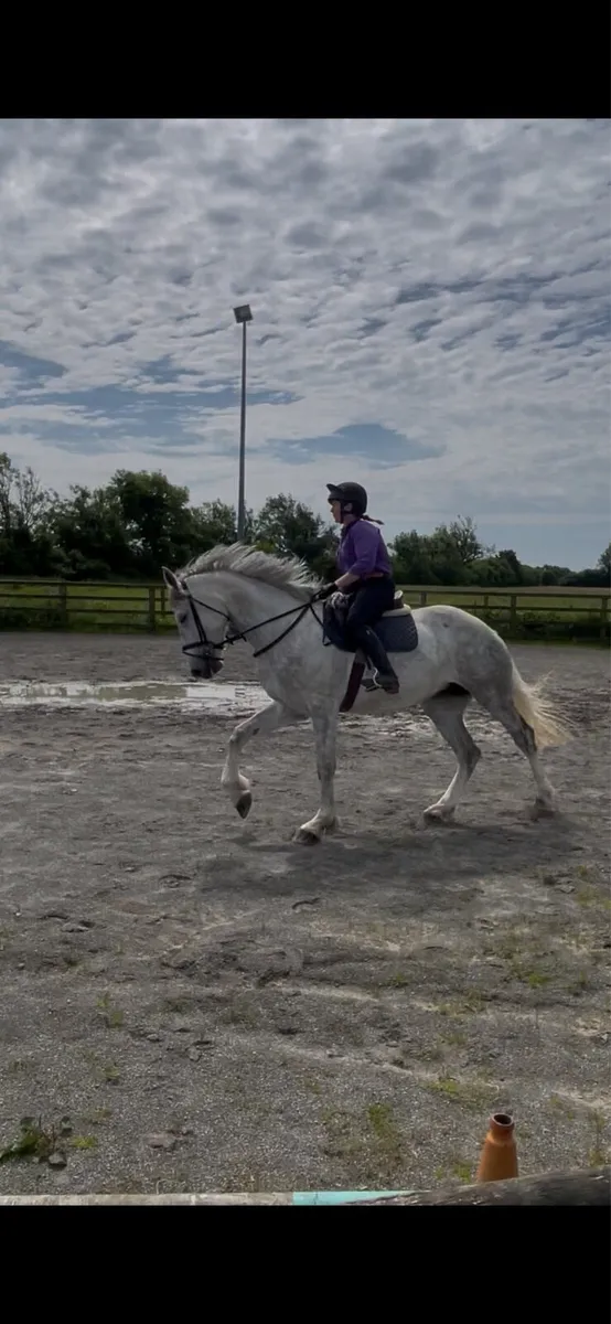 Mare 5 yrs old TIH - Image 1