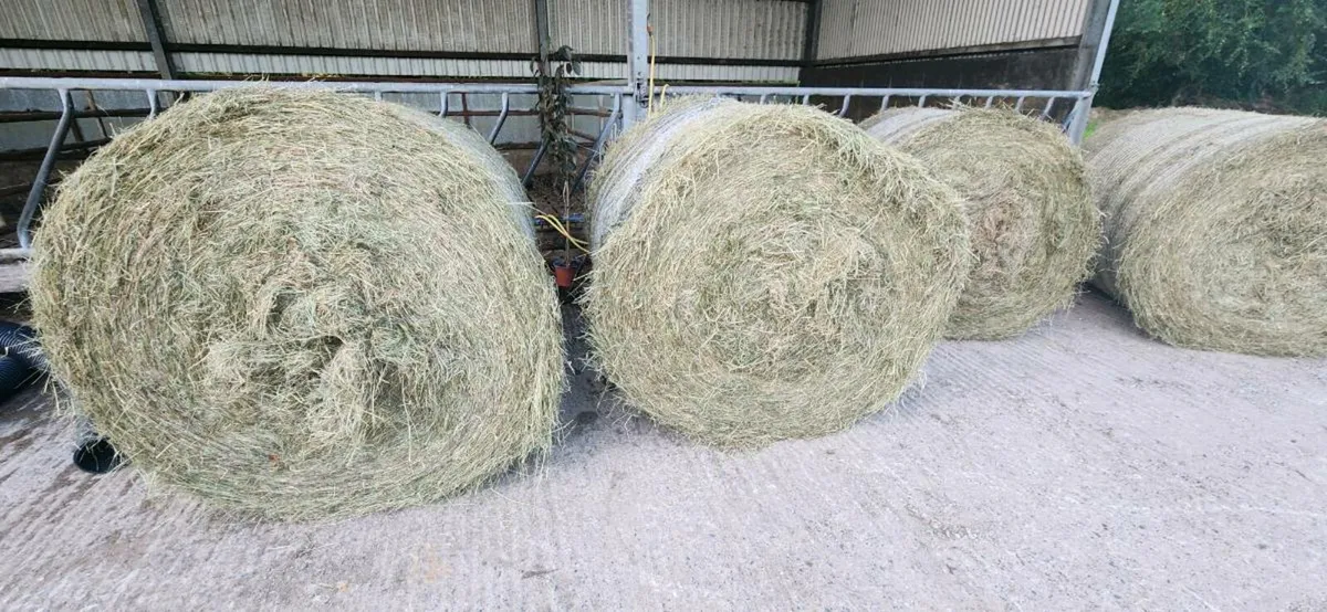 Hay Round Bales - Image 2