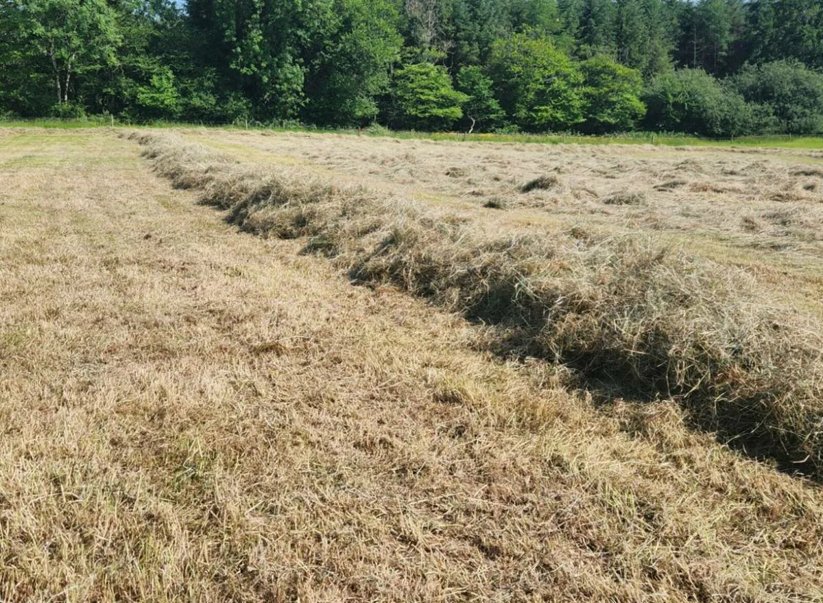 Hay Round Bales - Image 4