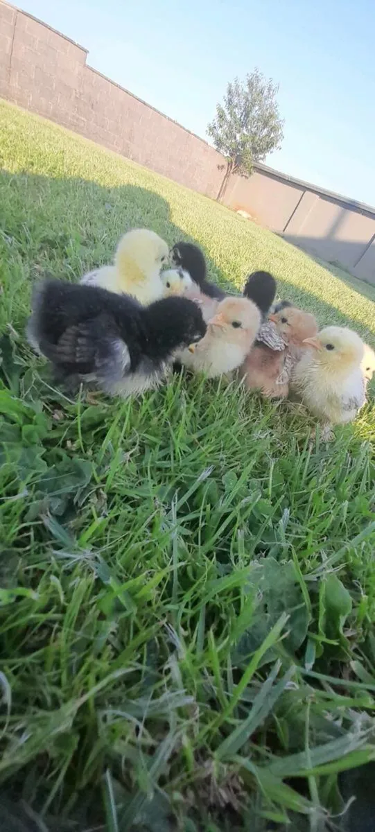 Chicks - Image 1