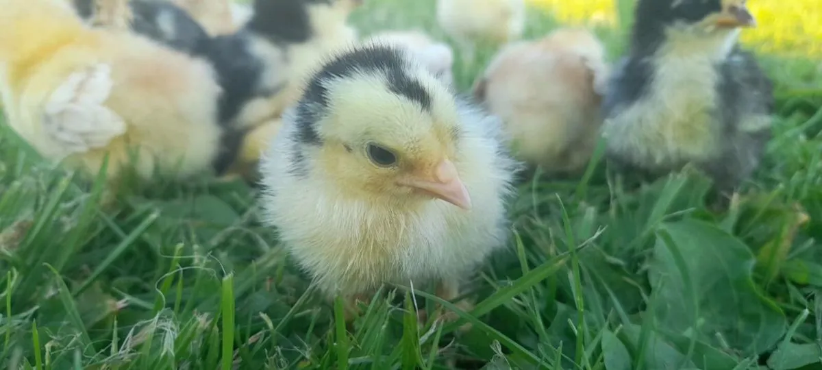 Chicks - Image 3