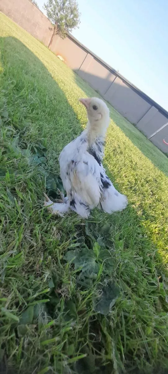 Chicks - Image 4