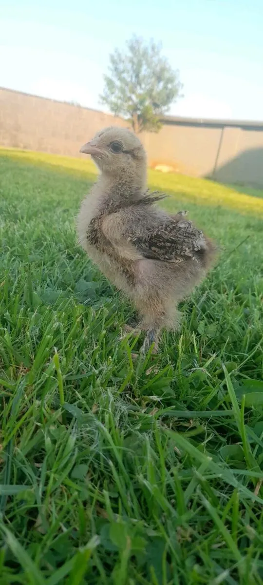 Chicks - Image 2