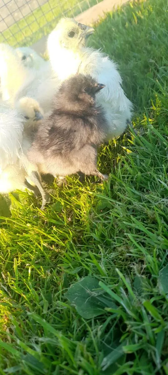 Chicks - Image 3