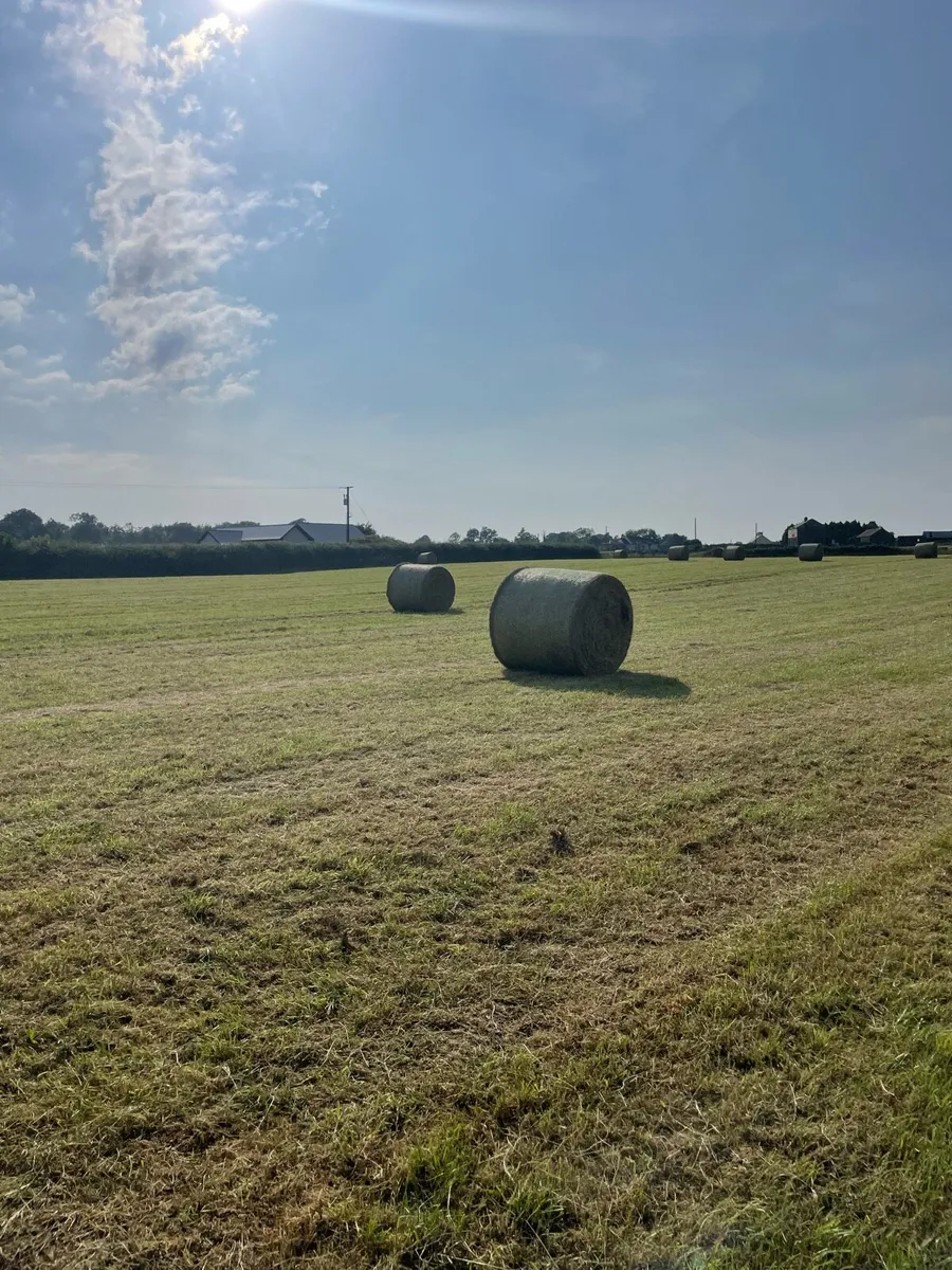 Top Quality Hay - Image 2