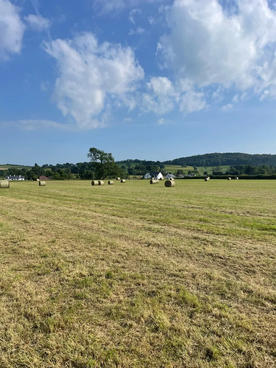 Top Quality Hay - Image 3