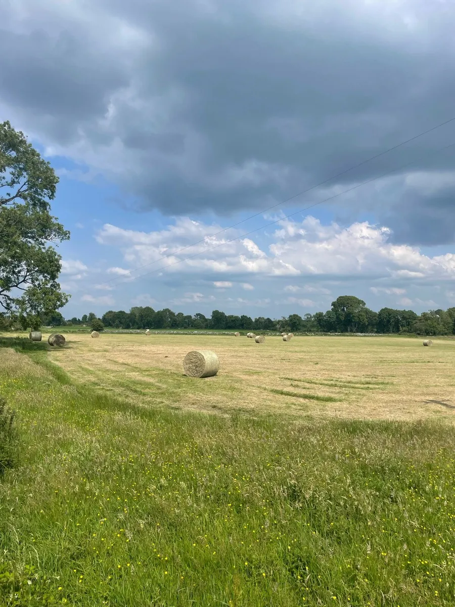 Top Quality Hay - Image 4