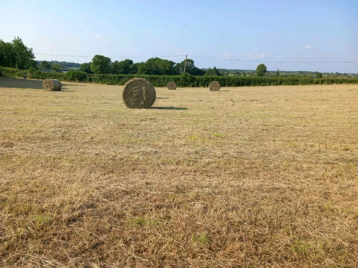 Hay - Image 1