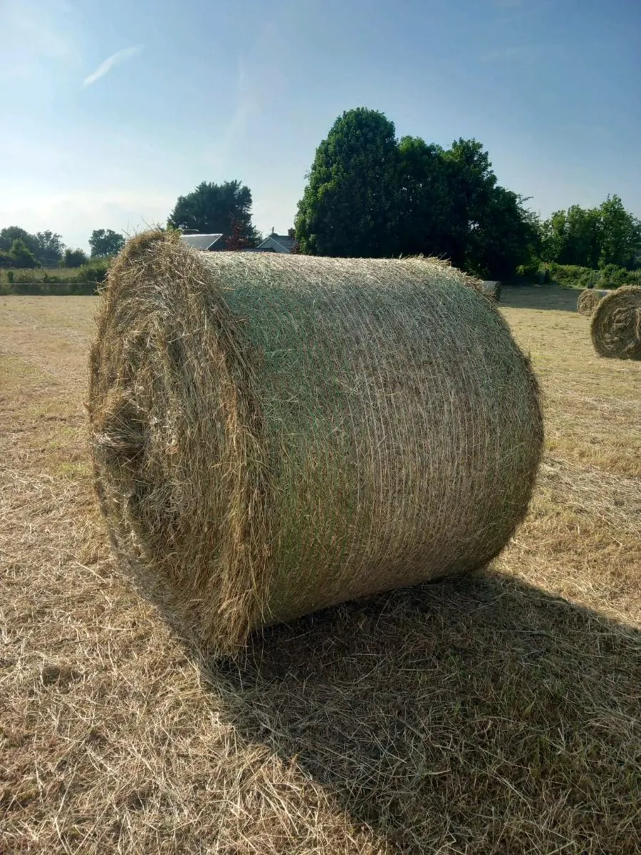 Hay - Image 2