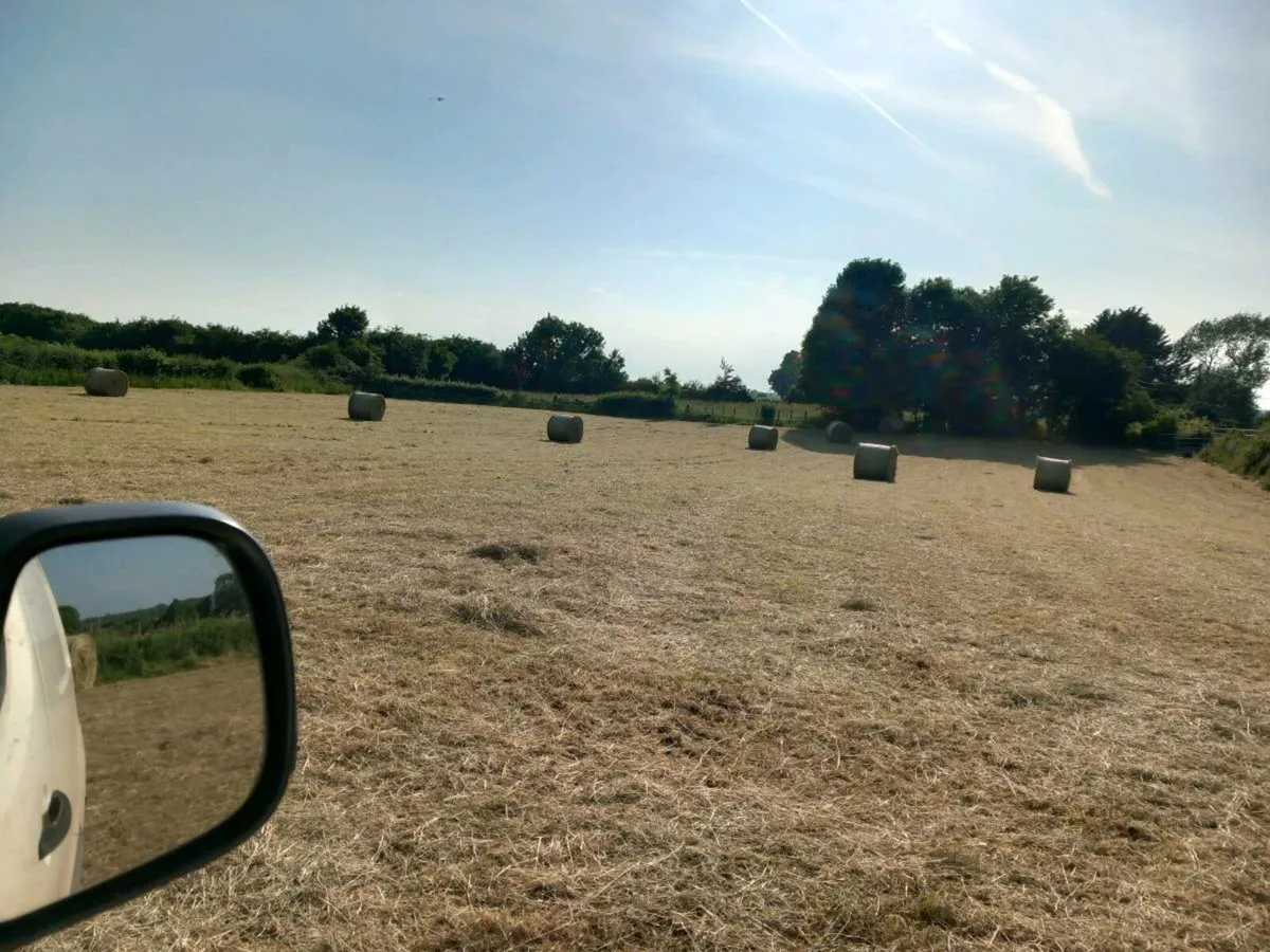 Hay - Image 3