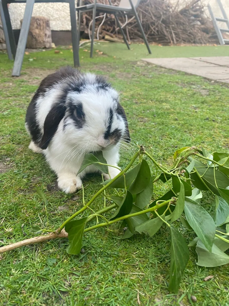 Rabbits - Image 4