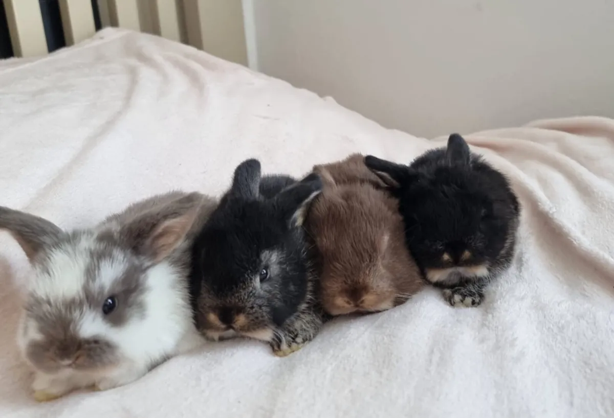 Rabbits - Image 1