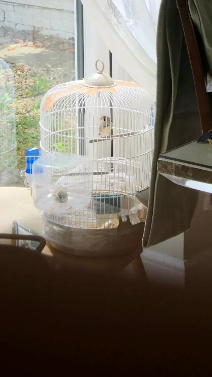 zebra finch hen with one youngster - Image 1