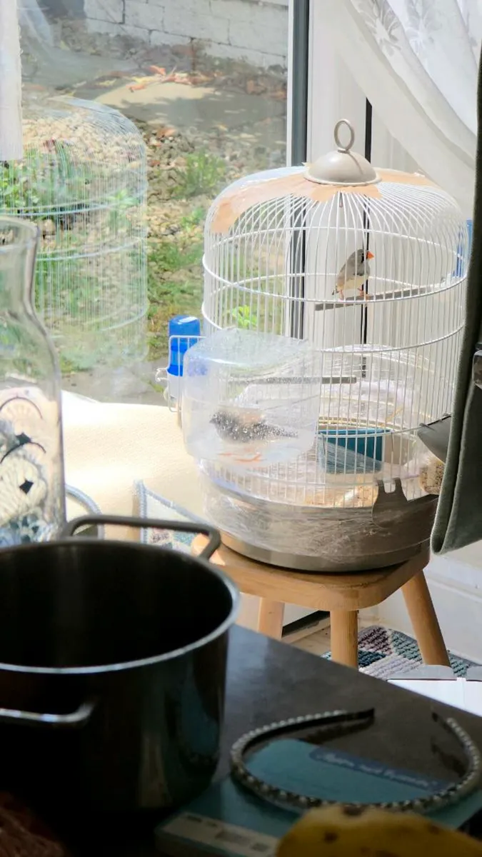 zebra finch hen with one youngster - Image 3
