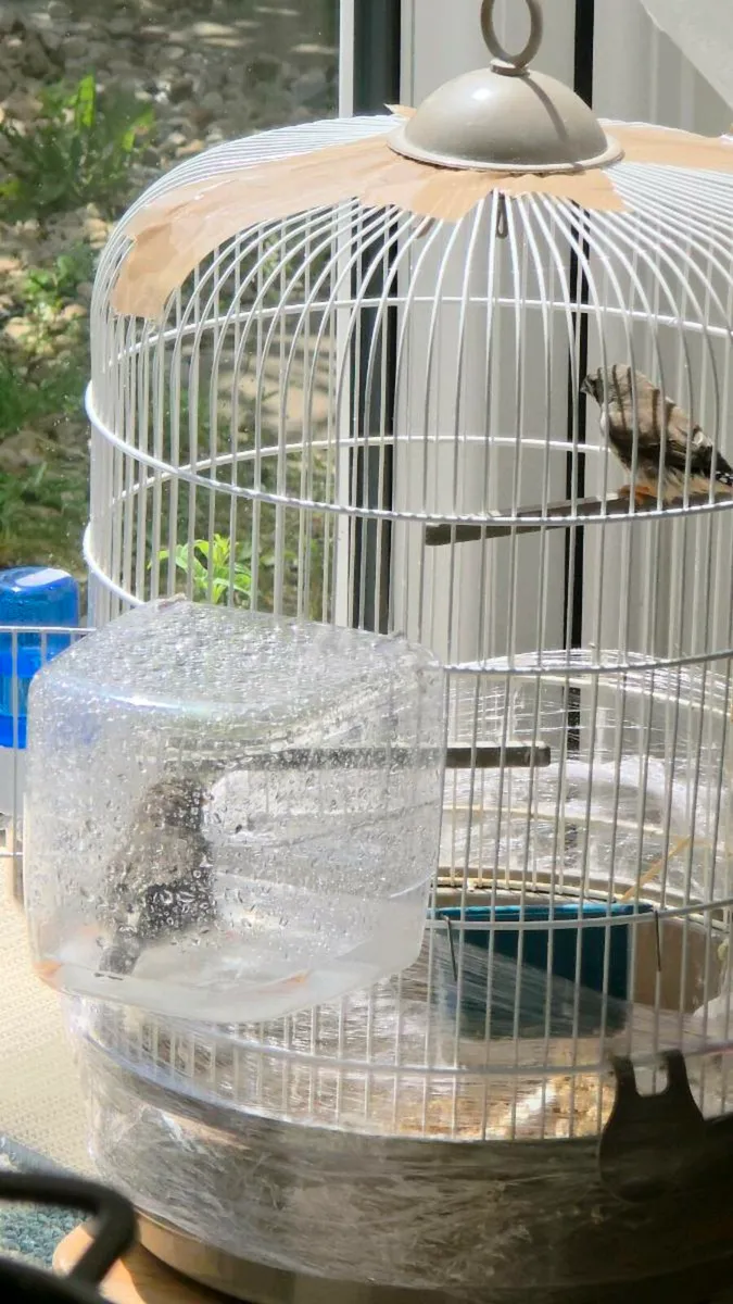 zebra finch hen with one youngster - Image 4