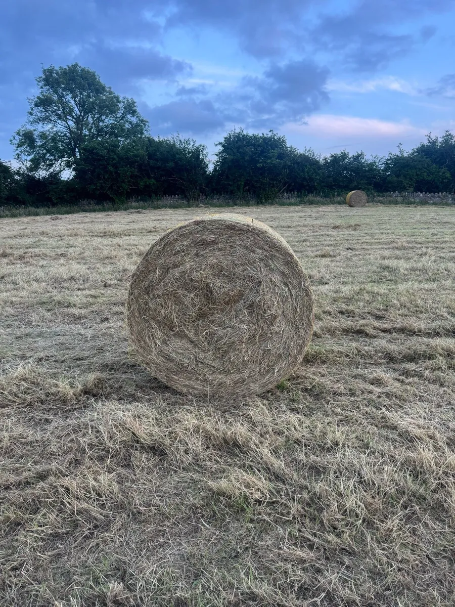 Top Quality Hay for sale - Image 1