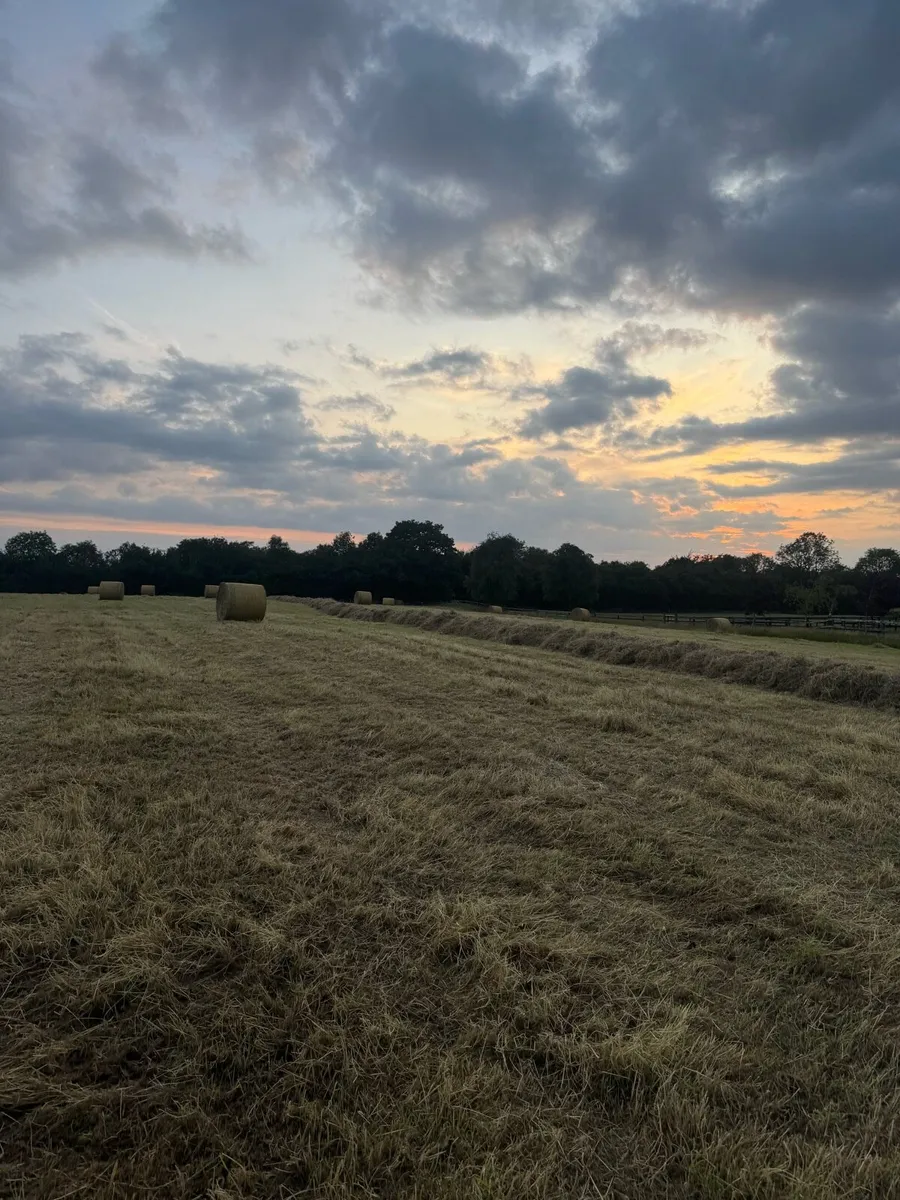 Top Quality Hay for sale - Image 2