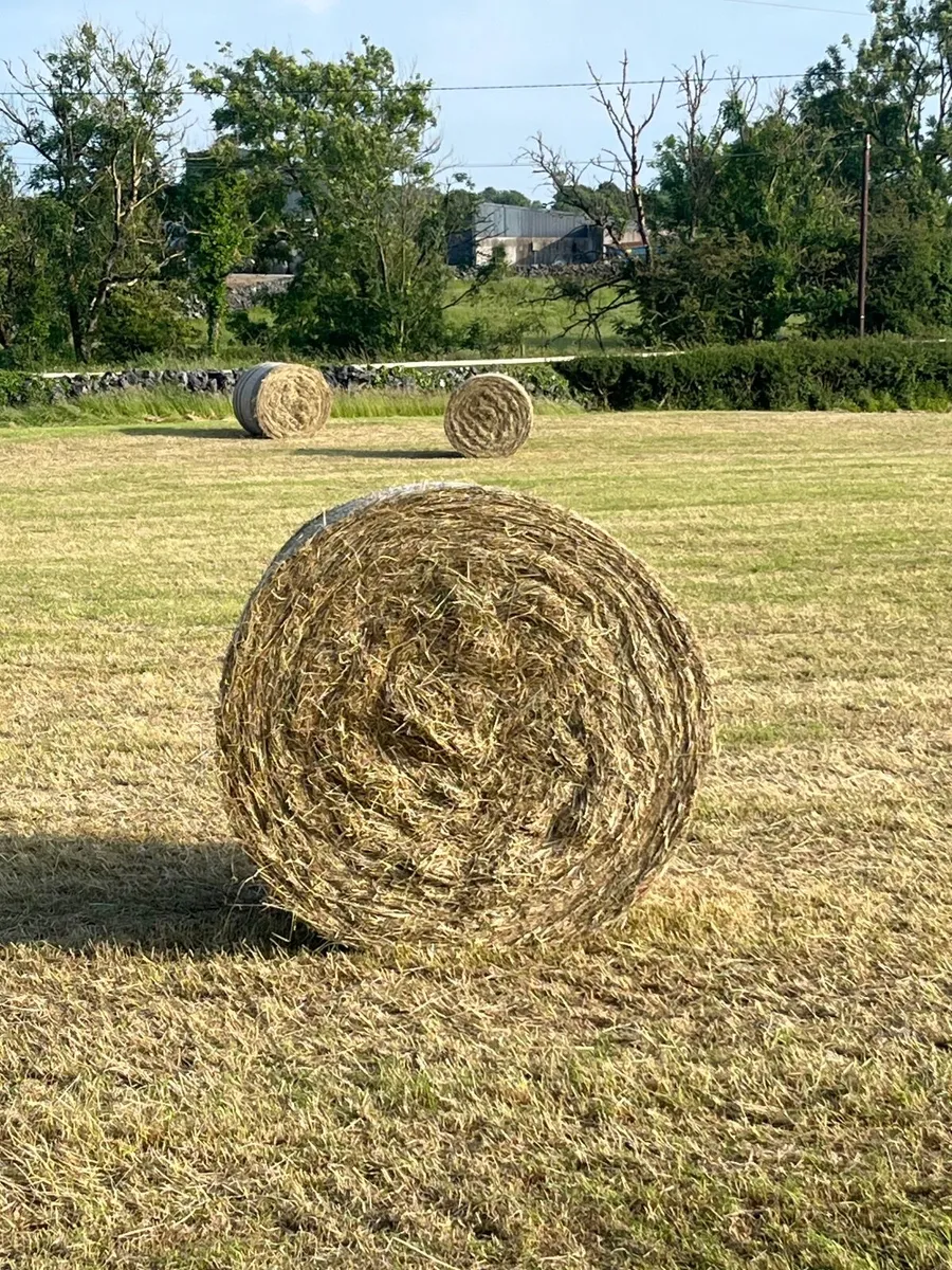 Hay - Image 1