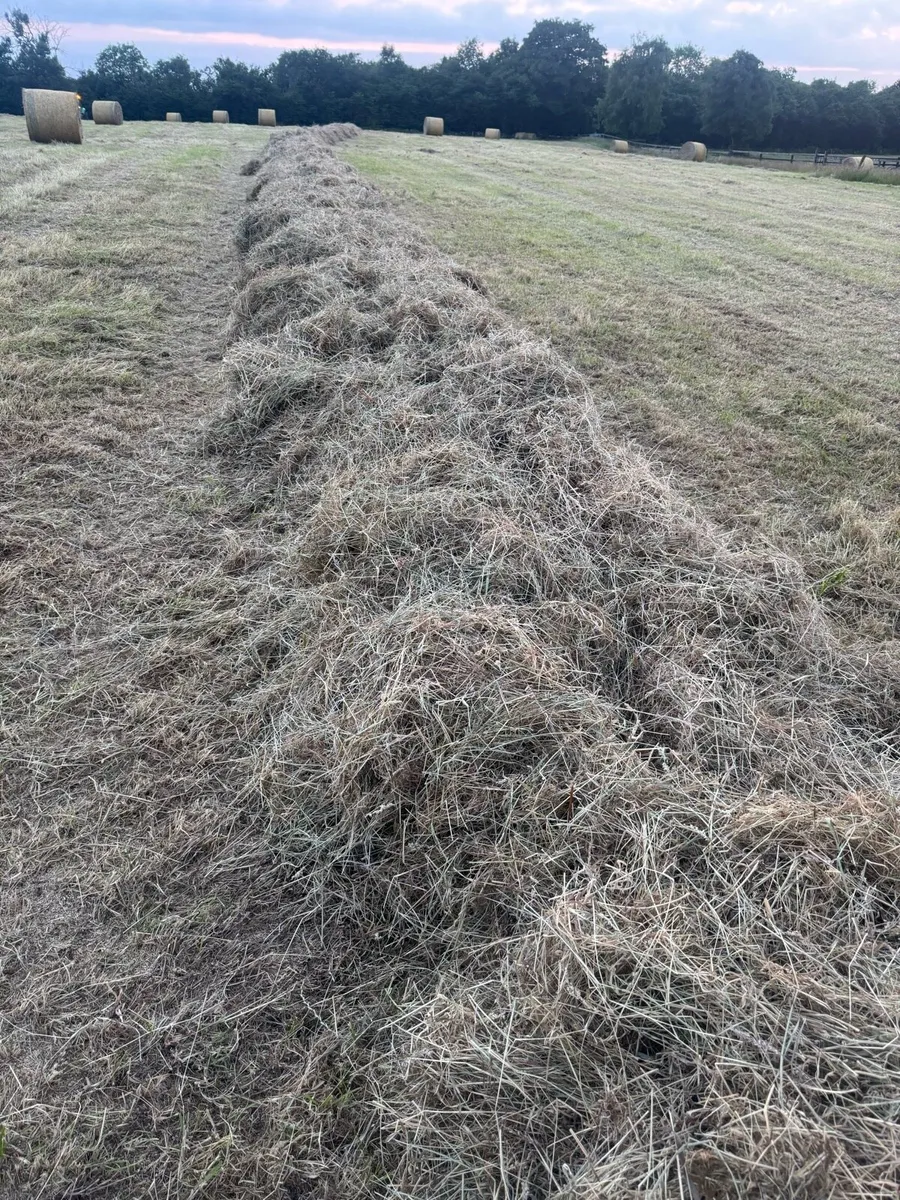 Top Quality Hay for sale - Image 3
