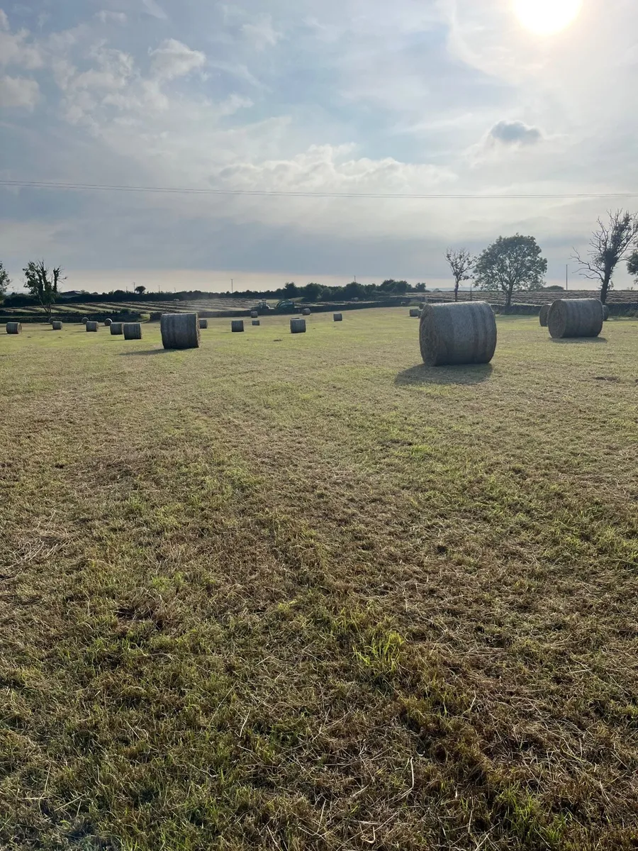 Hay - Image 2