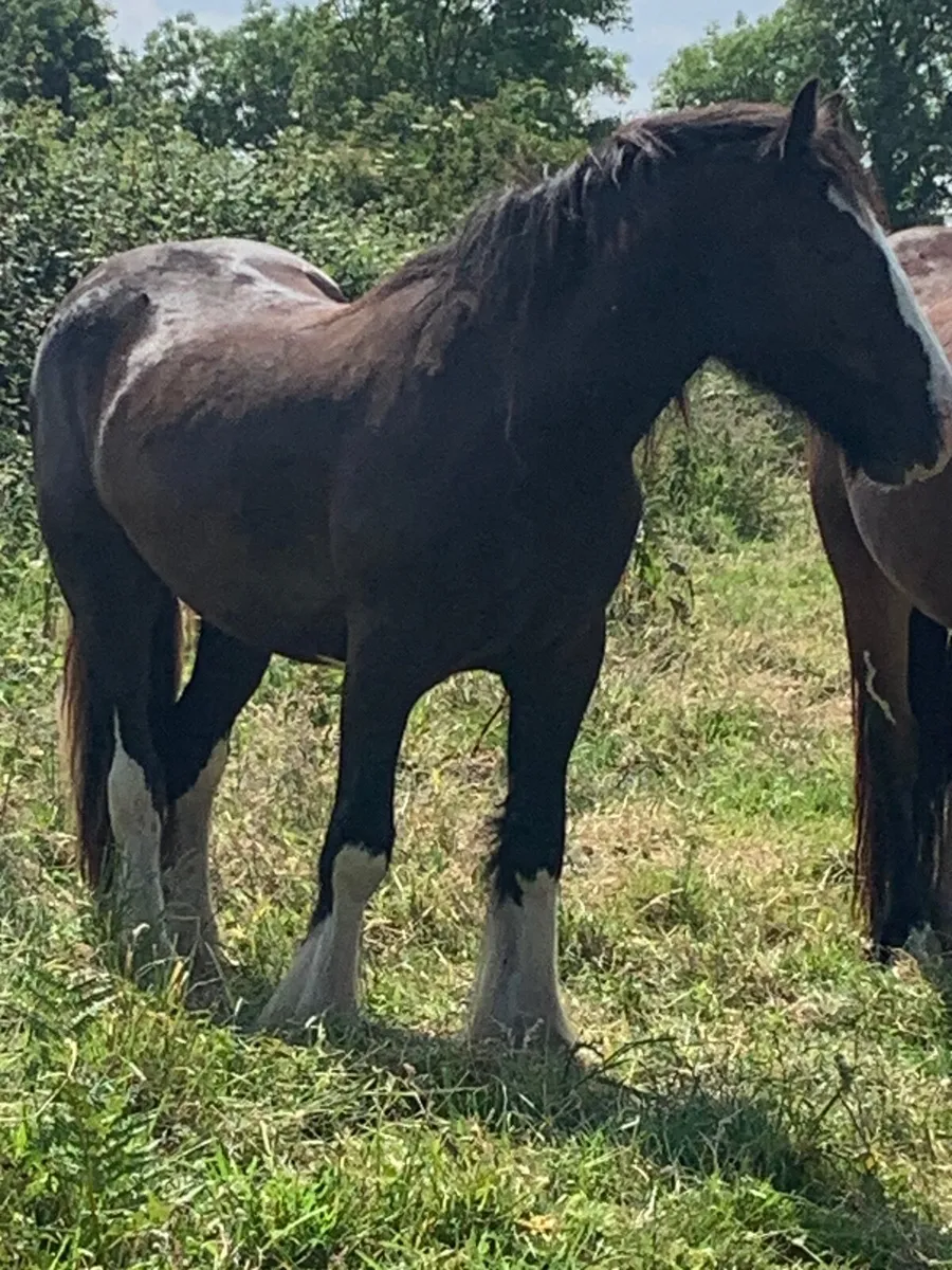 Beautiful Black Filly - Image 3
