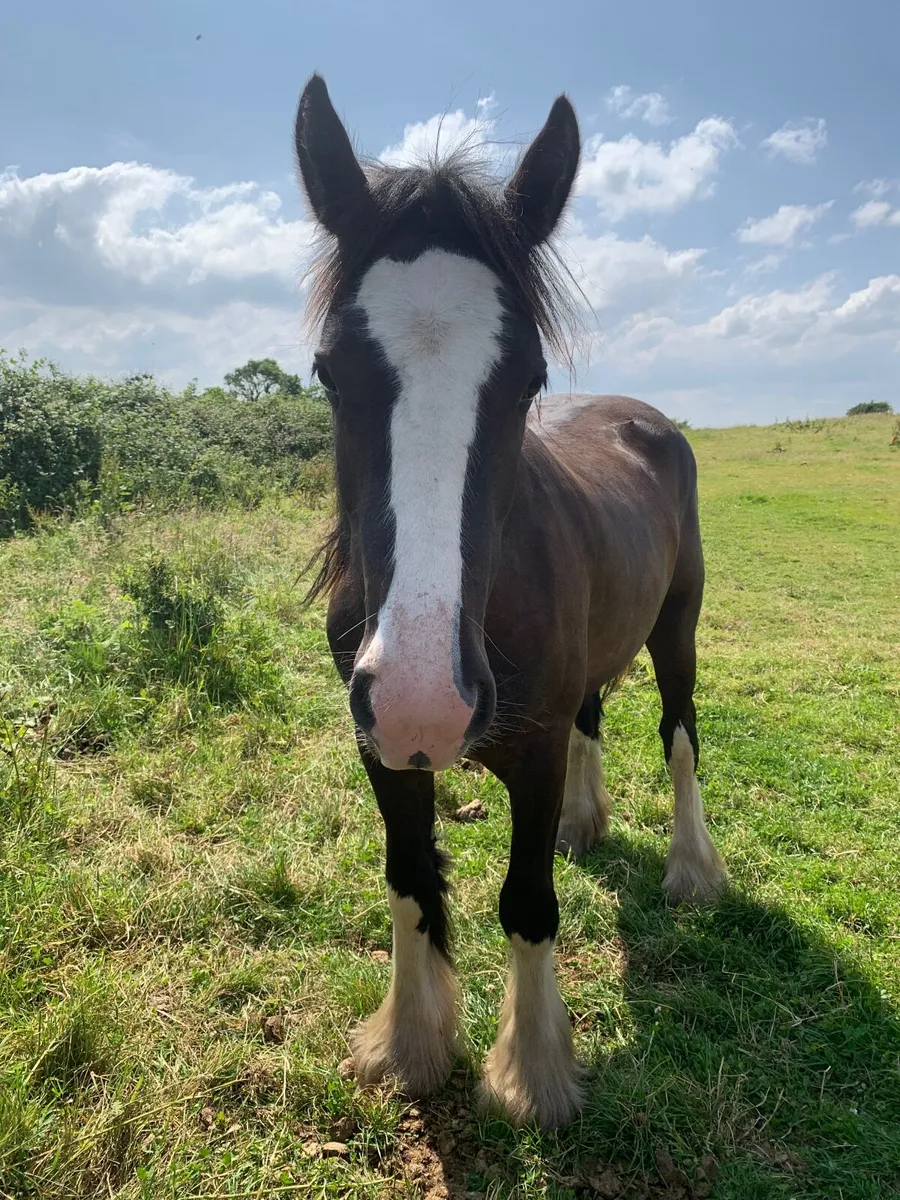 Beautiful Black Filly - Image 4