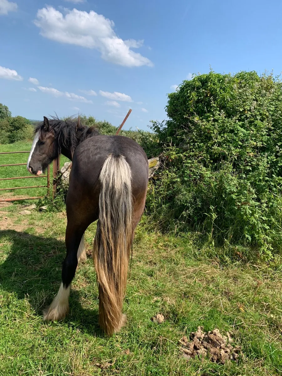 Beautiful Black Filly - Image 1